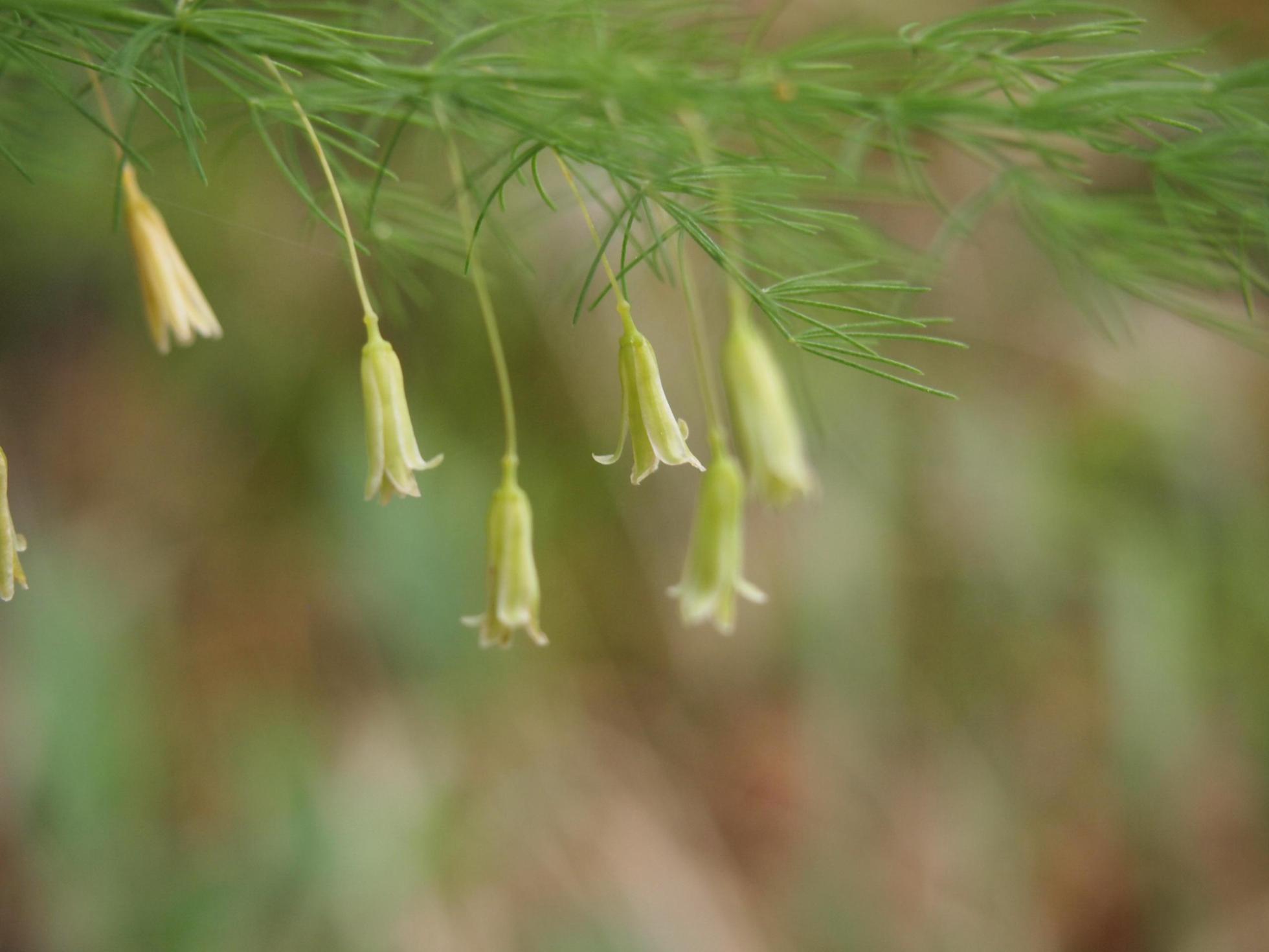 Asparagus, Outstretched leaves